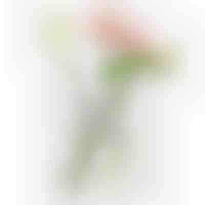 Κομψό βάζο σε σχήμα βιβλίου για λουλούδια | FLOWERFRAME